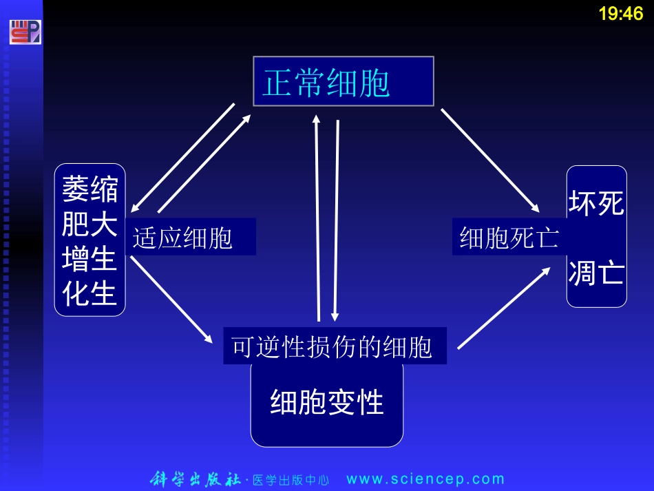 细胞和组织的适应、损伤和修复.ppt_第2页