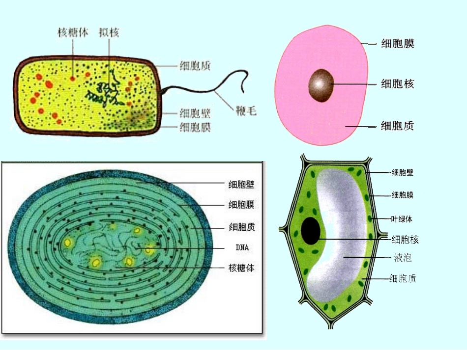 细胞的多样性和统一性市级公开课.ppt_第3页