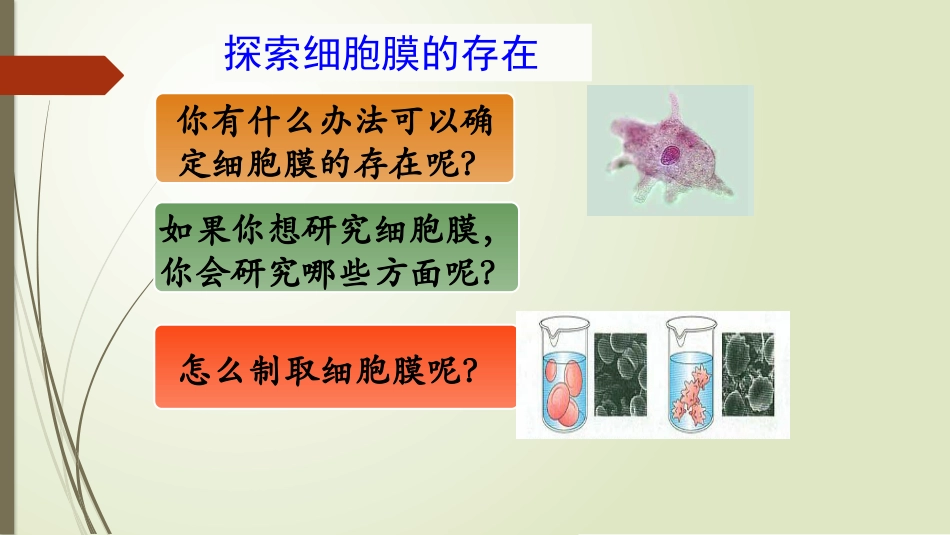 细胞膜结构的探究.pptx_第2页