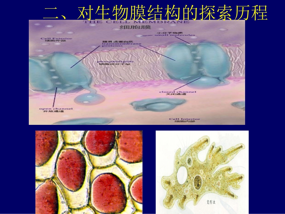 细胞膜的镶嵌流动模型.ppt_第3页