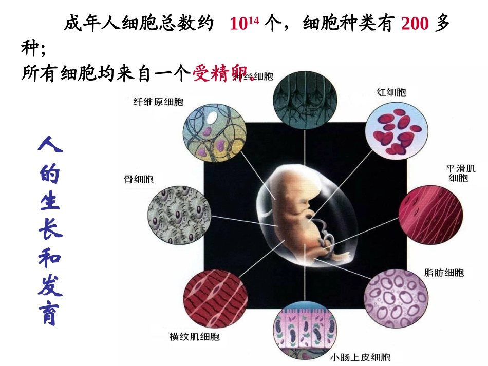 细胞的分化.ppt_第2页