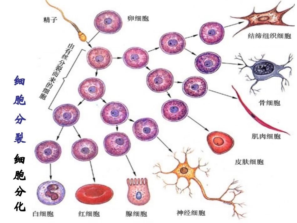 细胞的分化.ppt_第3页