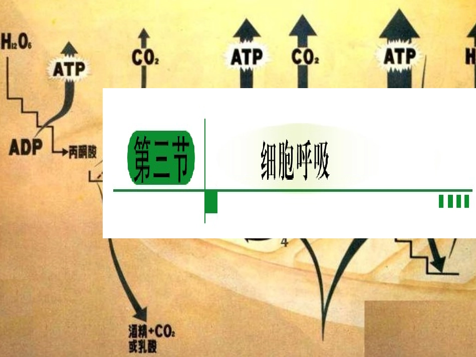 细胞呼吸吕兴洲.ppt_第1页
