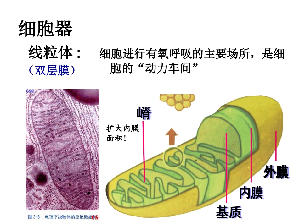 细胞器──系统内的分工合作.ppt_第3页