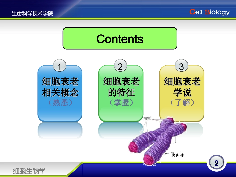 细胞衰老机制.ppt_第2页