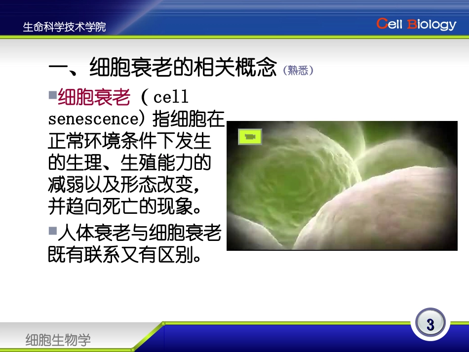 细胞衰老机制.ppt_第3页