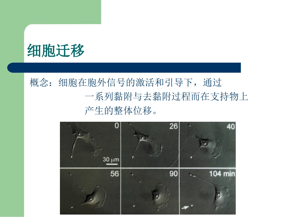 细胞迁移.ppt_第3页