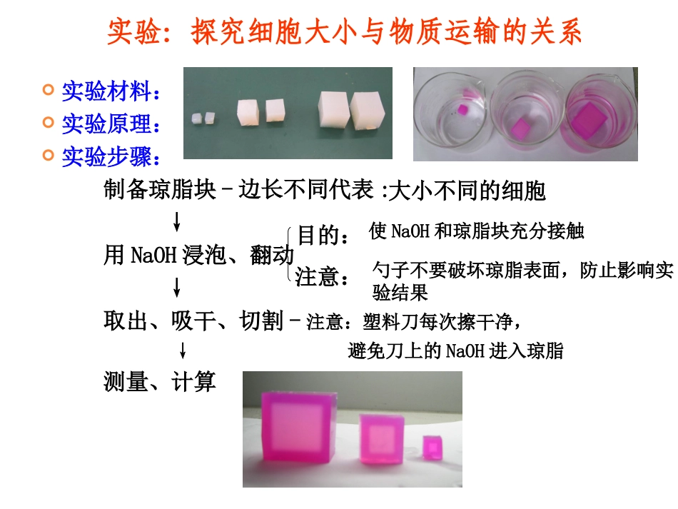 细胞的增殖一轮复习.ppt_第2页