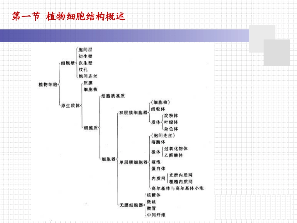 细胞壁的亚显微结构图解.ppt_第3页