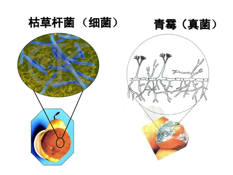 细菌和真菌在自然界中的作用(共21张ppt)...ppt_第3页