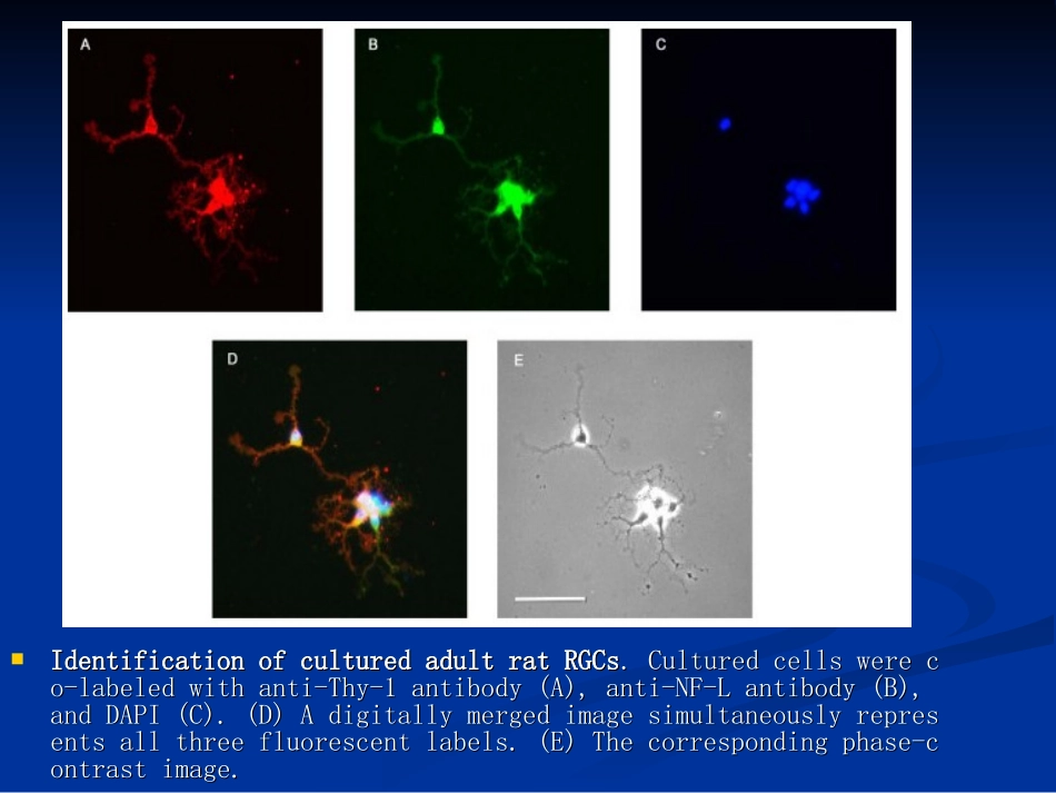 细胞形态学检查.ppt_第3页