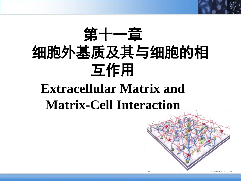 细胞外基质及其与细胞的相互作用.ppt_第2页