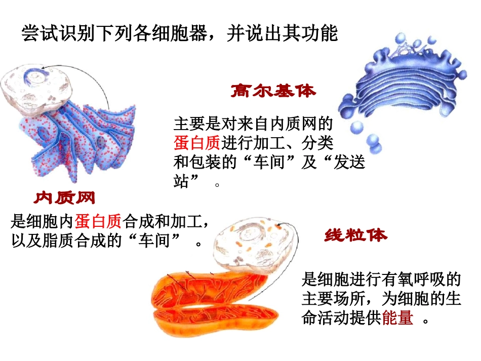细胞器系统内的分工合作6.ppt_第3页