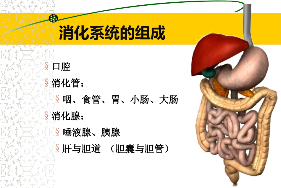 胃炎胃溃疡.ppt_第2页