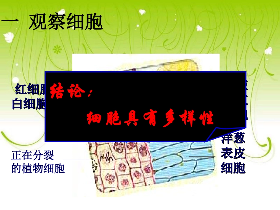 细胞的多样性和统一性.ppt_第3页