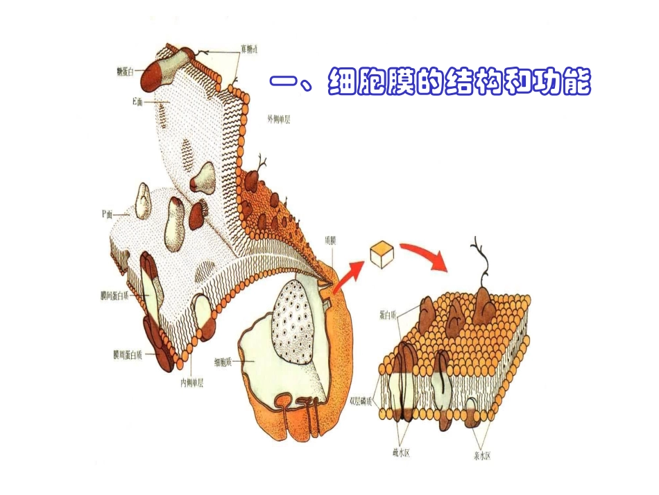 细胞膜细胞核.ppt_第1页