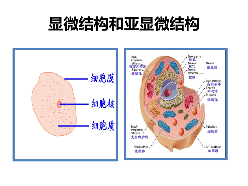 细胞的类型和结构.pptx_第3页