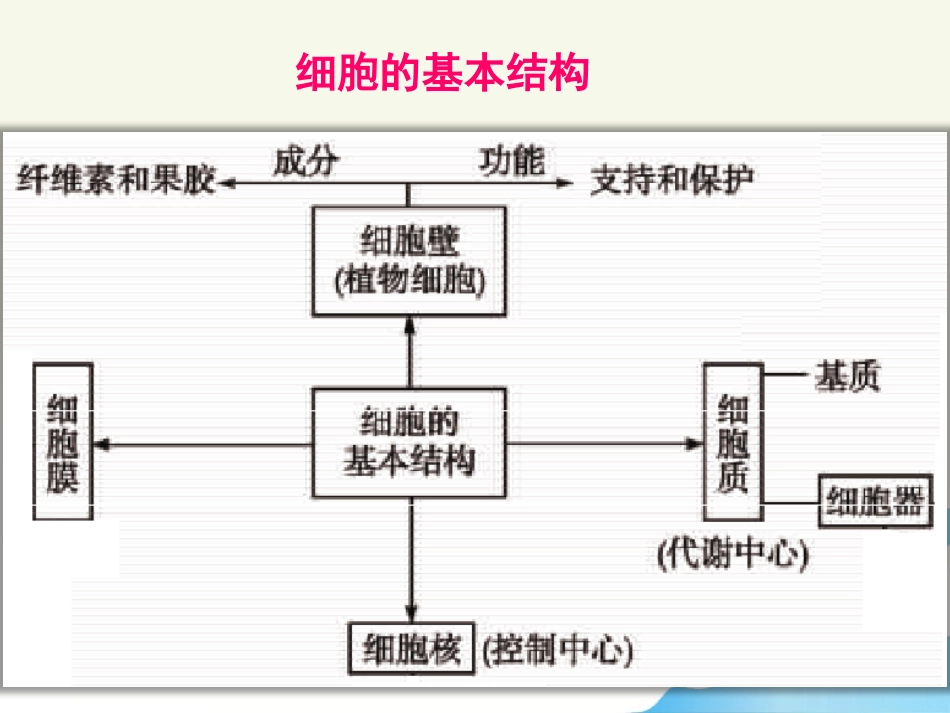 细胞膜与细胞核.pptx_第3页