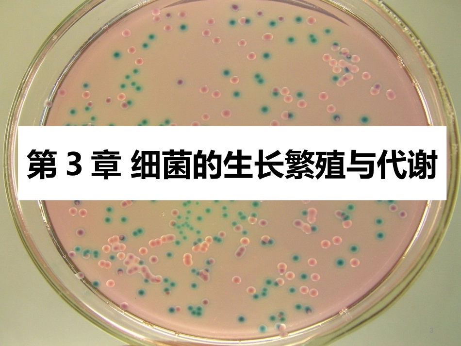 细菌的生长繁殖与代谢.pptx_第3页