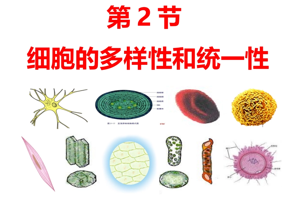 细胞的多样性和统一性.pptx_第1页