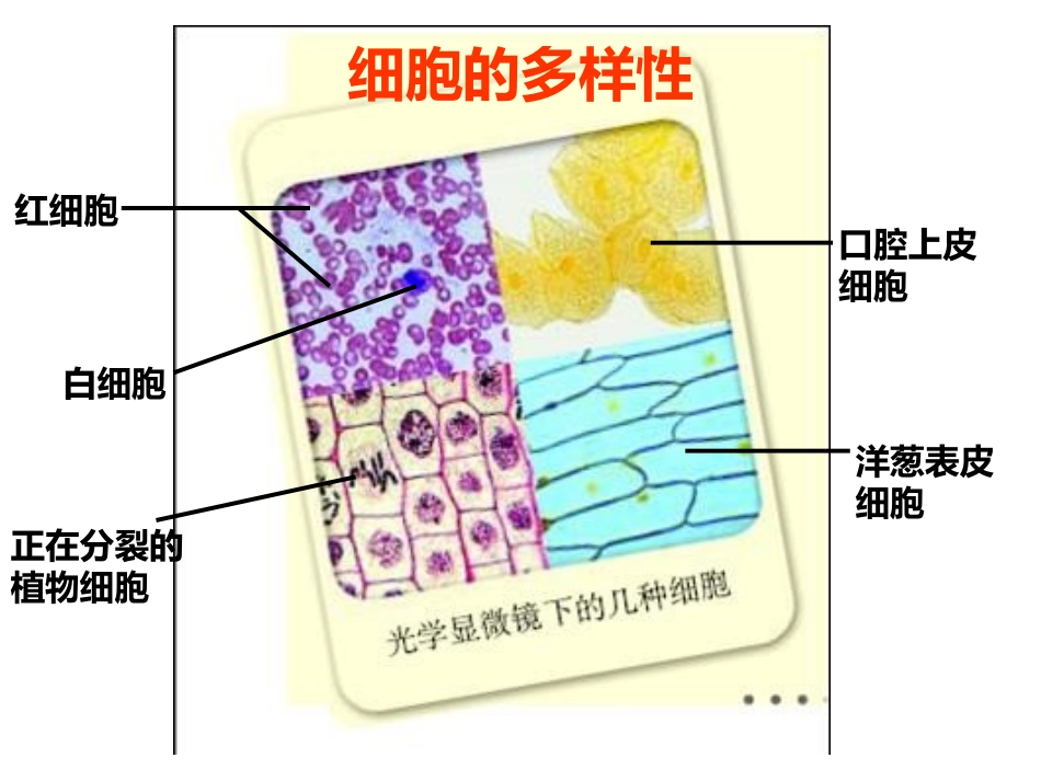 细胞的多样性和统一性.pptx_第2页