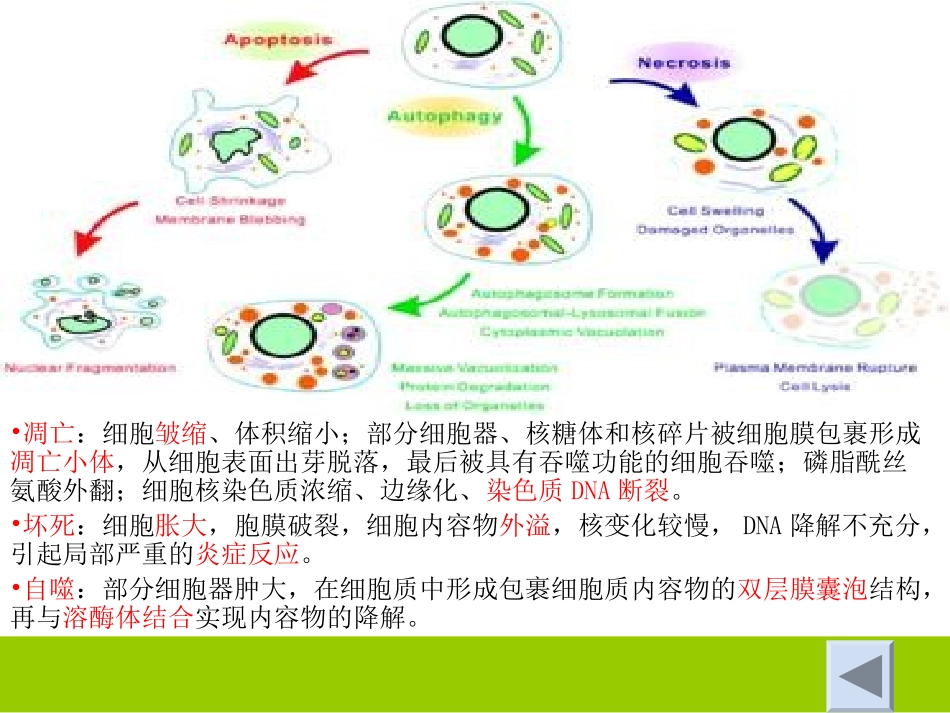 细胞自噬介绍与相关研究.ppt_第3页