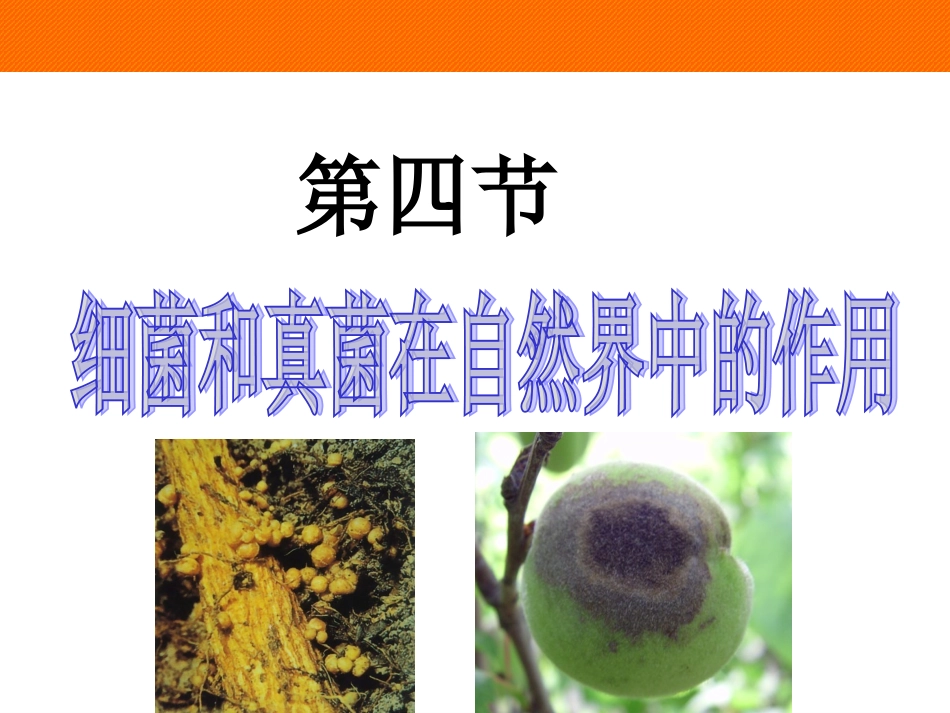 细菌和真菌在自然界中的作用-(2).ppt_第2页