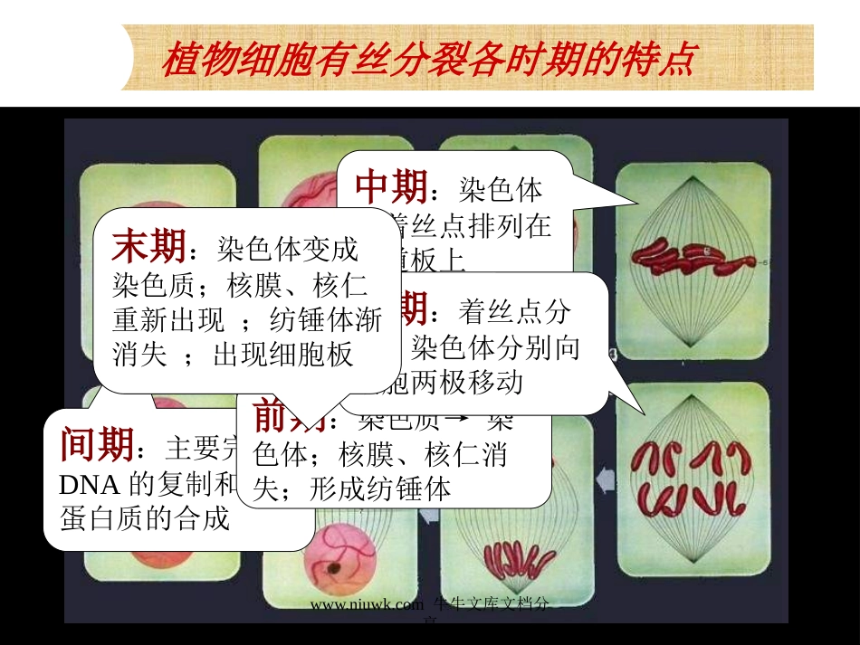 细胞的增殖癌变和衰老.pptx_第2页