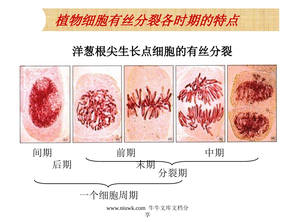 细胞的增殖癌变和衰老.pptx_第3页