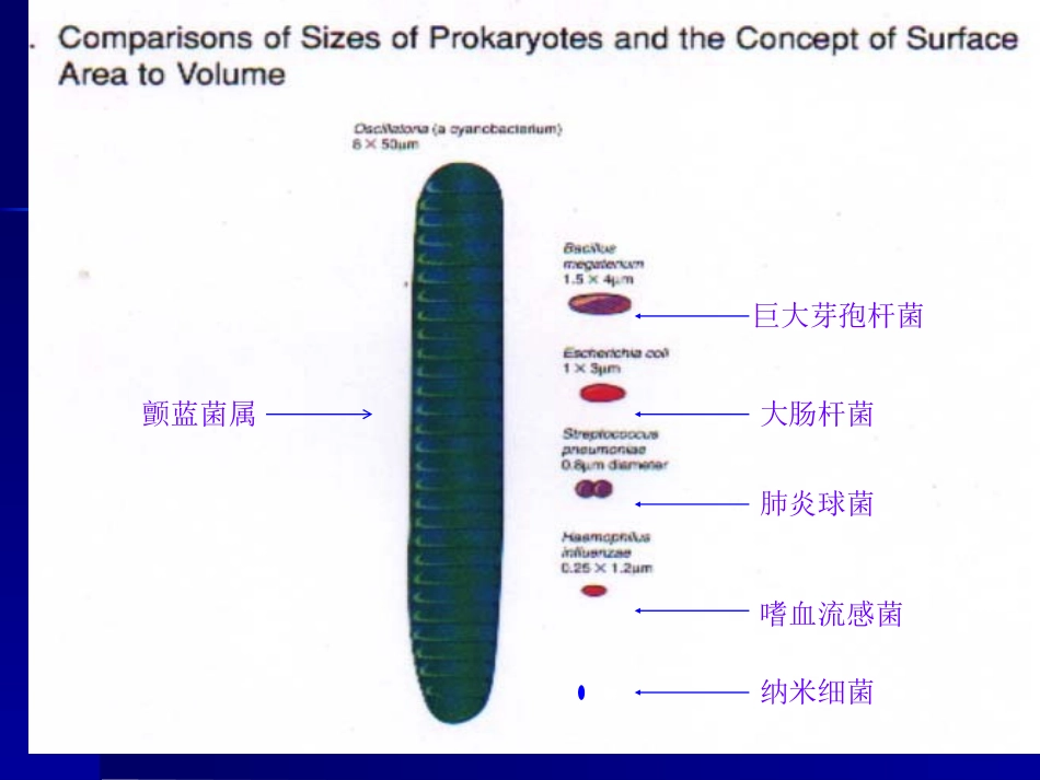细菌的形态和结构.pptx_第3页