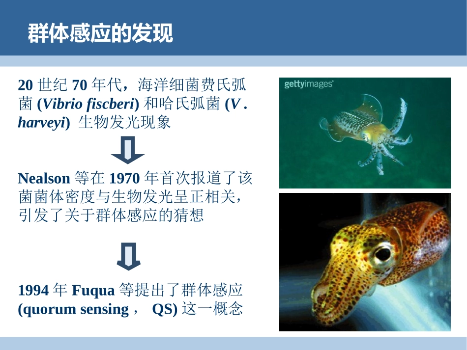 细菌群体感应系统及其应用.ppt_第3页