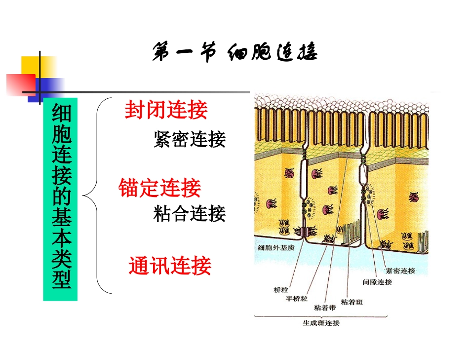 细胞连接与细胞粘连.ppt_第3页