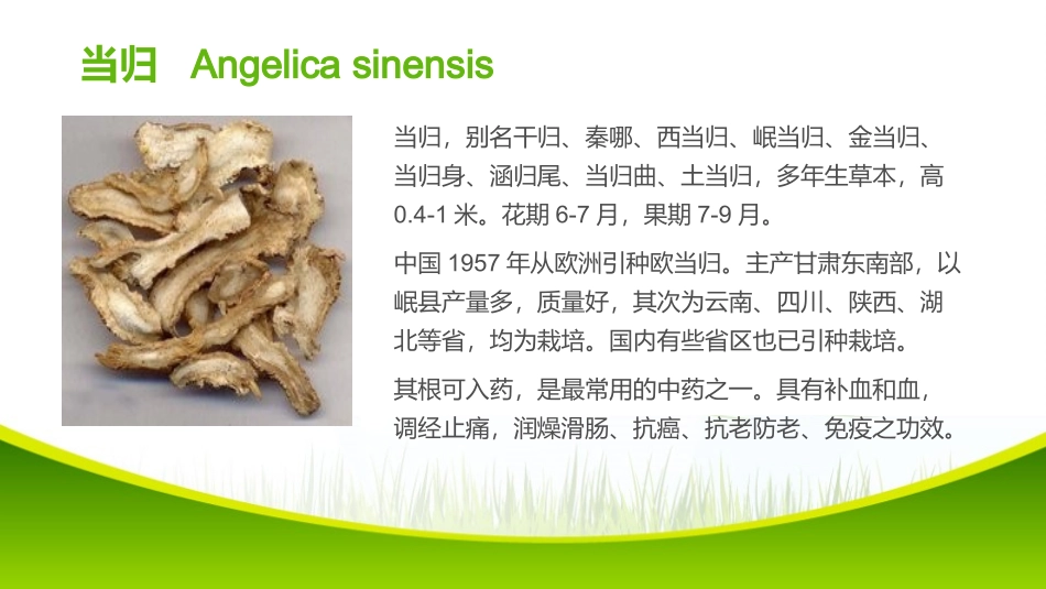 肖阳-0514140426蒙药.pptx_第3页