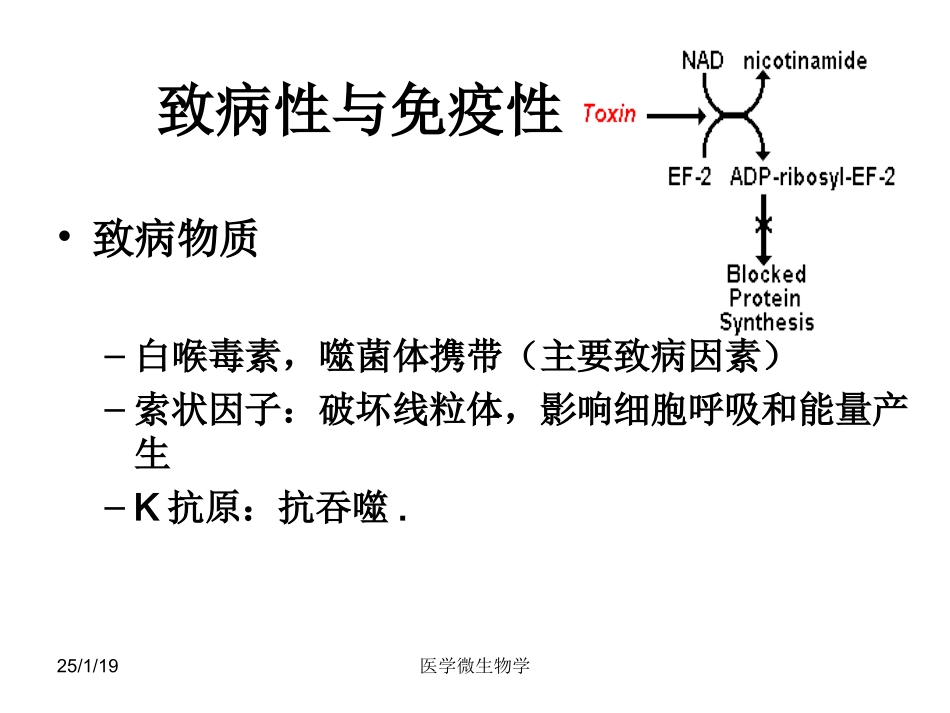 细菌附着纤毛上皮细胞.ppt_第2页