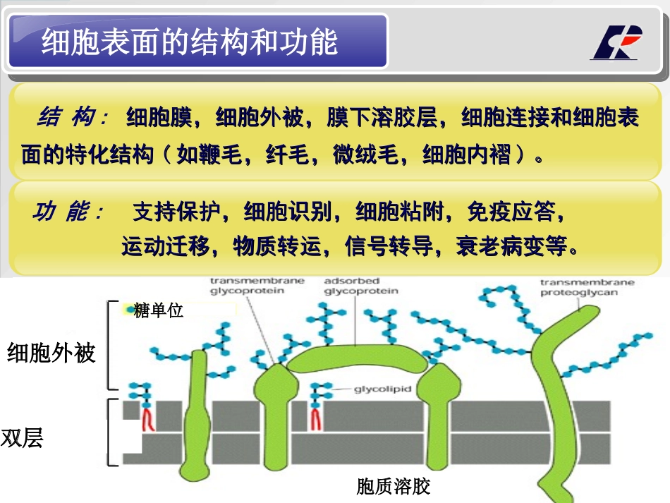 细胞表面及其特化结构.ppt_第3页