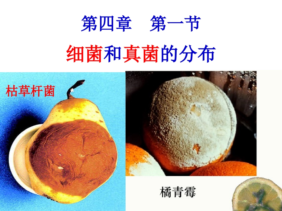 细菌和真菌的分布1.ppt_第1页