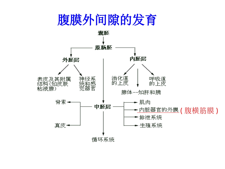 胃周系膜理论及胃癌根治术.ppt_第3页