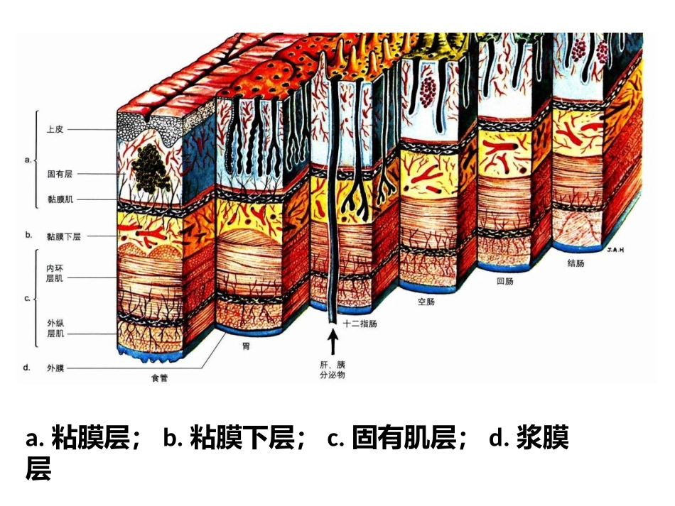 胃癌NCCN(2017v1)指南解读.pptx_第2页