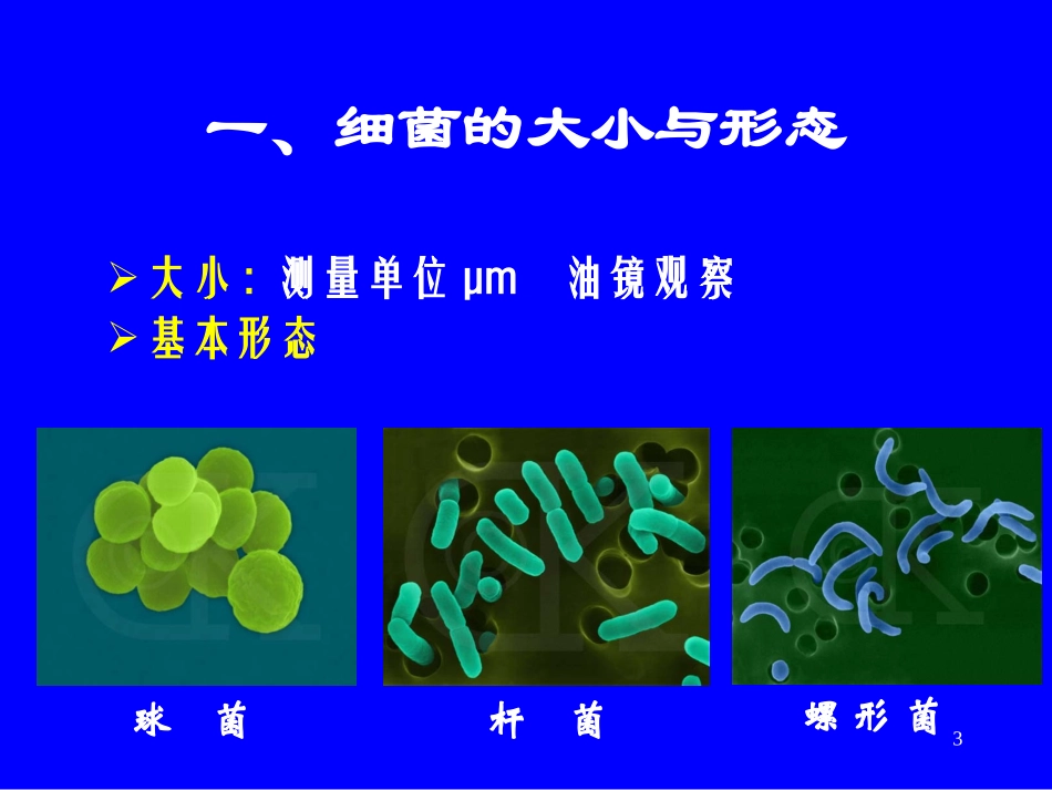 细菌的形态和结构.ppt_第3页