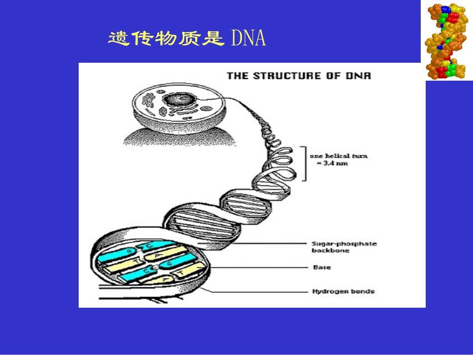 细菌的遗传变异-8.ppt_第2页