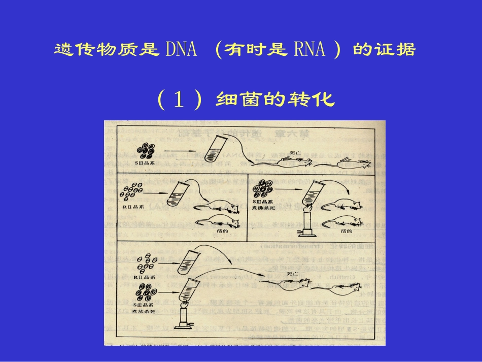 细菌的遗传变异-8.ppt_第3页