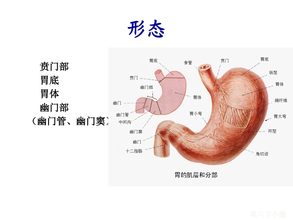 胃癌手术方式简介-淋巴结分区.pptx_第2页