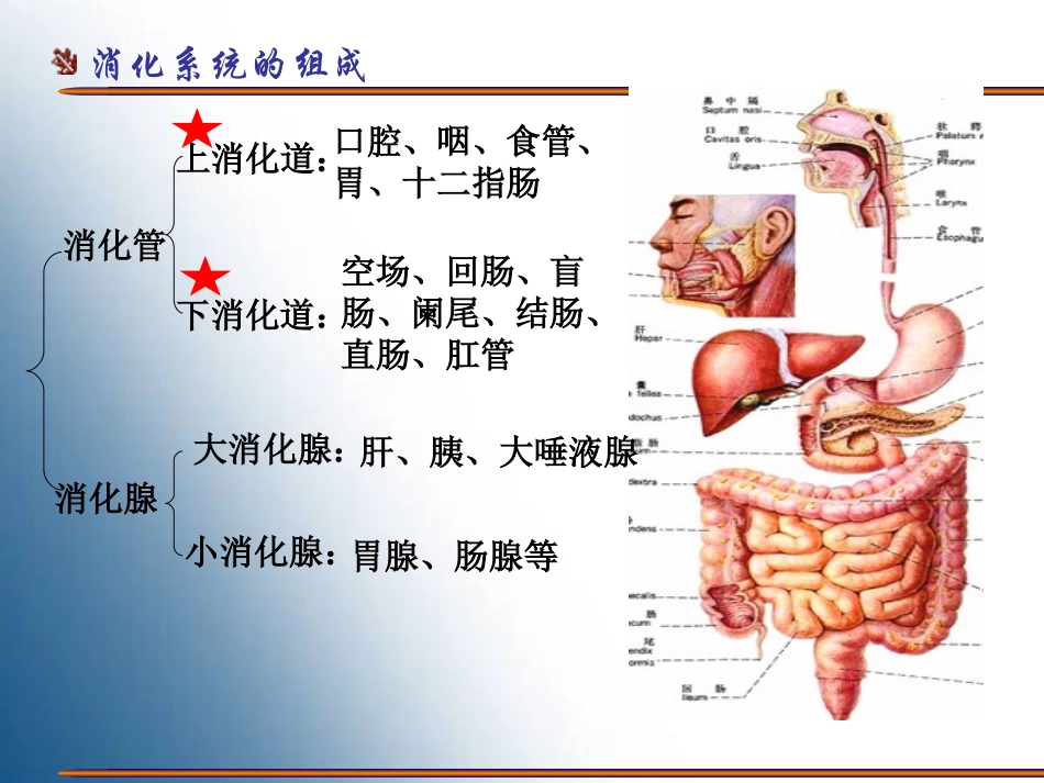 胃的形态结构.ppt_第2页