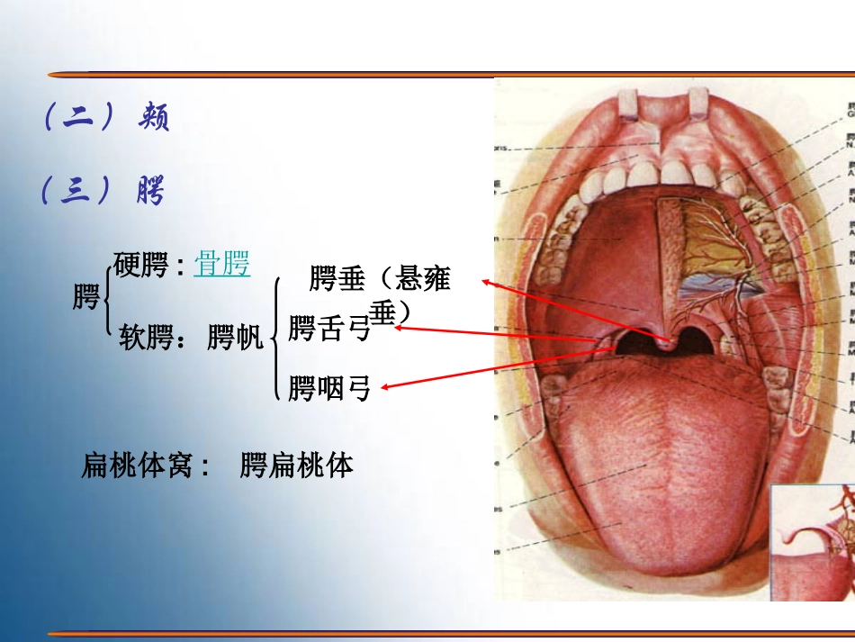 胃的形态结构.ppt_第3页