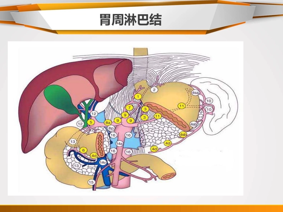 胃癌淋巴结分组.ppt_第1页