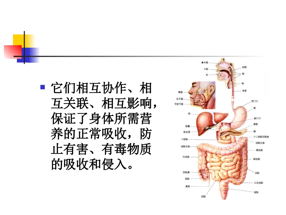 胃肠健康谁做主.ppt_第3页