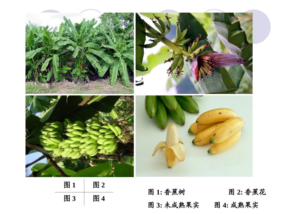 香蕉常见病虫害一览表.ppt_第3页