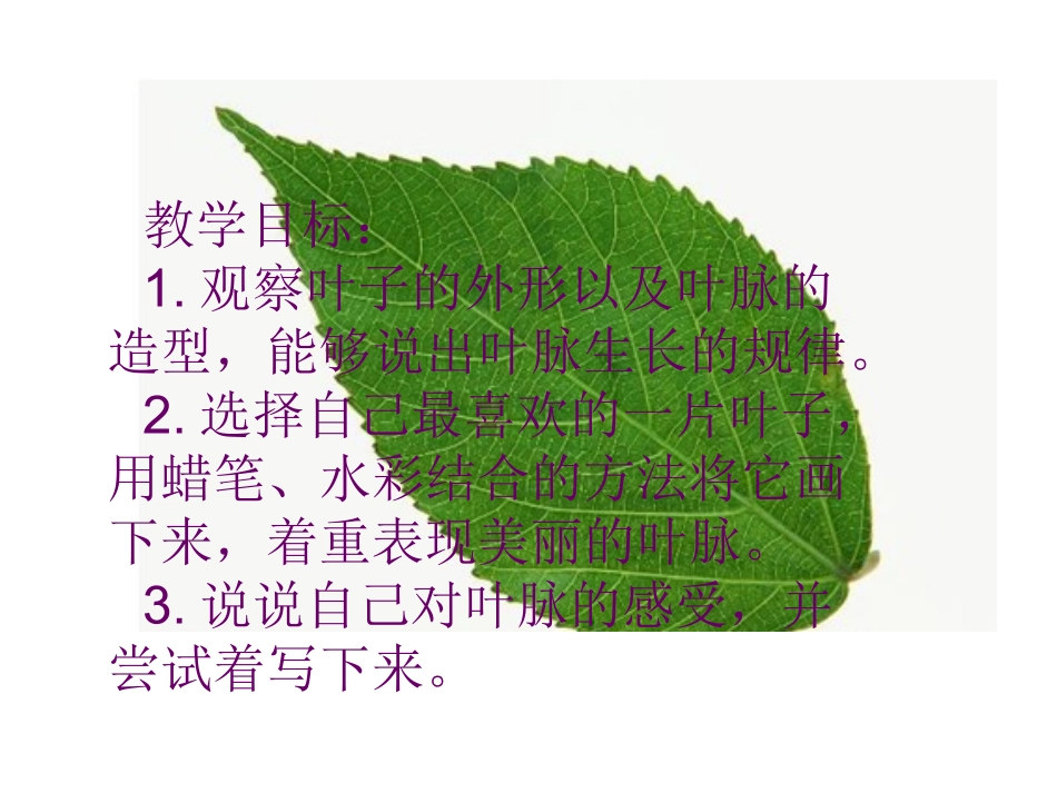 （人教新课标）二年级美术下册课件叶子上的小血管3PPT课件.ppt_第2页