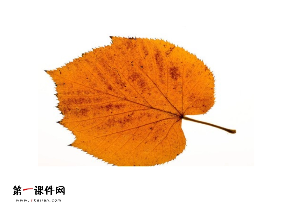 （人教新课标）二年级美术下册课件叶子上的小血管3PPT课件.ppt_第3页