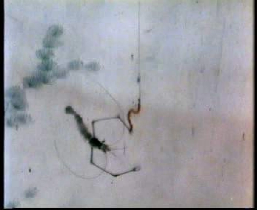 （人教新课标）六年级美术上册PPT课件水墨画——动物4PPT课件.ppt_第1页